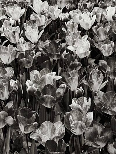 Botanic